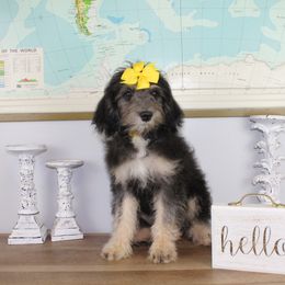 Girl 3 - Phantom Bernedoodle puppy in Riverdale, Utah from La Di Da Doodles