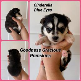 Cinderella - Black and white female Pomsky puppy in Lyons, Nebraska from Goodness Gracious Pomskies