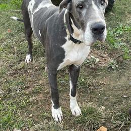 Abby - Great Dane
