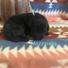 Mozzarella - Black female Schnoodle puppy in Pleasanton, Texas from Gooch Canines (Giant Schnoodles)