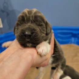 Girl 5 - White and gray female Newfoundland puppy in Ohio from Vermillion Newfoundlands