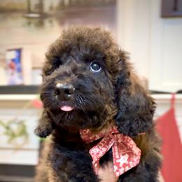 Bernedoodle, Cavapoo, and Goldendoodle Puppies from Blackberry Farm Puppies
