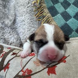 Girl 2 - White and red female Pembroke Welsh Corgi puppy in Tehachapi, California from Trotter Hill Farms
