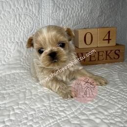 Shih Tzu Puppies from Shurbeez Shih Tzu