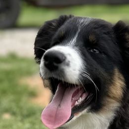 Miniature Australian Shepherds from Southern Lane Aussies