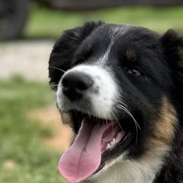 Miniature Australian Shepherds from Southern Lane Aussies