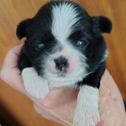 Independence - Indy - Black and white male Shih Tzu puppy in Palmyra, New York from Karen's Tzus of Palmyra-Macedon
