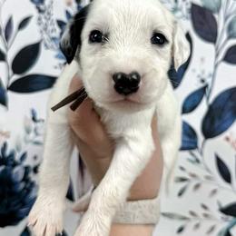 Brown - White and black male Dalmatian puppy in Gray, Georgia from Fuller Spots