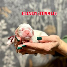 Girl 2 - Red and white female Cocker Spaniel puppy in Salt Lake City, Utah from Sego Lily Cockers