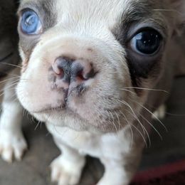 Boston Terriers from Fort Snorts Boston terriers