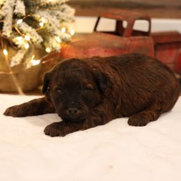 Jasper - Red male Whoodle puppy in West Bend, Iowa from Blue Skies Terriers