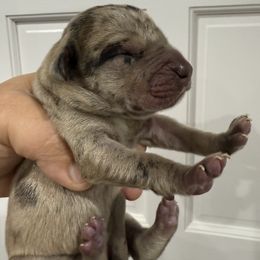 Ham - Merle male Great Dane puppy in Florida from Beachside Kennels
