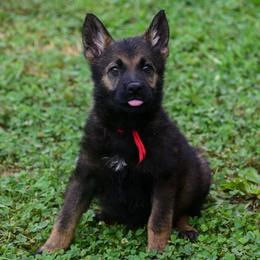 Red girl - Sable female German Shepherd puppy in Clarkrange, Tennessee from Vom Wolff