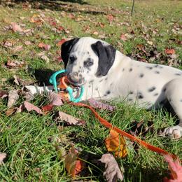 Archer (LUA) - White and black male Dalmatian puppy in Grant, Michigan from Savannah Woltanski