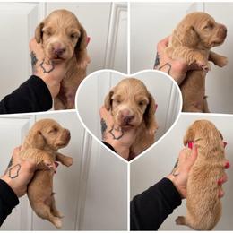 Cream male - Cream male Dachshund puppy in Madison, Wisconsin from SK Miniature   Dachshunds