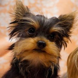 Rex - Black and tan male Yorkshire Terrier puppy in Hot Springs, Arkansas from Blissful_Yorkies