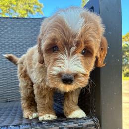 Mauka - Cream male Goldendoodle puppy in Captain Cook, Hawaii from Big Island Goldendoodles