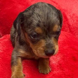 Silver - Dapple male Dachshund puppy in Ft Dodge, Iowa from Secret Reality