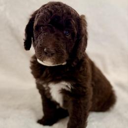 Chocolate Female (white collar) - Brown female Poodle puppy in Mendenhall, Mississippi from Red Bayou Kennels, LLC