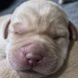 Wanda, gray collar - Yellow female Labrador Retriever puppy in Greenwich, Ohio from Pure Gem Kennel