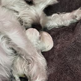 West Highland White Terrier Puppies from Treasure Valley Idaho Westies