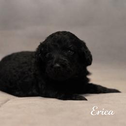 Erica Sinclair - Black female Bernedoodle puppy in Bennett, Colorado from Darling Paws, LLC