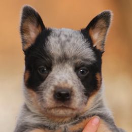 American Corgis, Australian Cattle Dogs, Companion Crosses, and Pembroke Welsh Corgis from Sweet & Salty Cowdogs