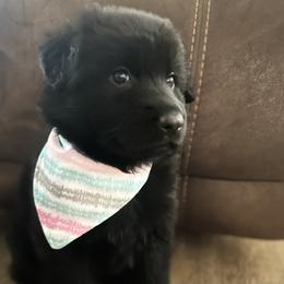German Shepherd Puppies from Prolific Northwest K9s