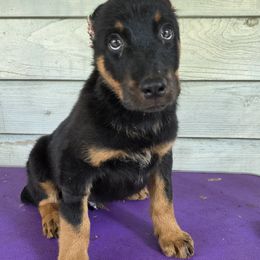 Boy 2B - Black and tan male Beauceron puppy in Vale, North Carolina from Von Katzenstein Kennel