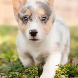 American Corgis and Pembroke Welsh Corgis from Constellation Corgi