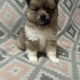 Girl 3 - Merle female Pomsky puppy in Harpers Ferry, West Virginia from Brandie Kelley
