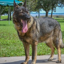 German Shepherds from Pray Love Shepherd Kennels