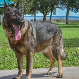 German Shepherds from Pray Love Shepherd Kennels