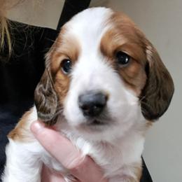 Dachshund Puppies from TNT MINI DACHSHUNDS