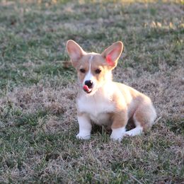 Pembroke Welsh Corgi Puppies from NC Cattle