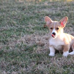 Pembroke Welsh Corgi Puppies from NC Cattle