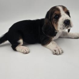 Hot Pink Collar - Black brown and white female Basset Hound puppy in Snow Camp, North Carolina from V's Southern Angels