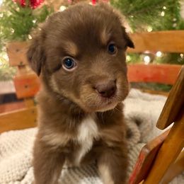 Red Tri Male (Freddy) - Red tri-color male Australian Shepherd puppy in Bouton, Iowa from Beaver Creek Aussies