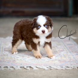 Meeny - Red merle female Miniature Australian Shepherd puppy in Prague, Oklahoma from Clay Creek Aussies