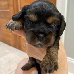 Cavalier King Charles Spaniel Puppies from Carter Woods Cavaliers