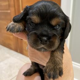 Cavalier King Charles Spaniel Puppies from Carter Woods Cavaliers
