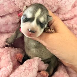 Petunia - Gray and white female Alaskan Klee Kai puppy in Richlands, North Carolina from Regal Alaskan Klee Kai