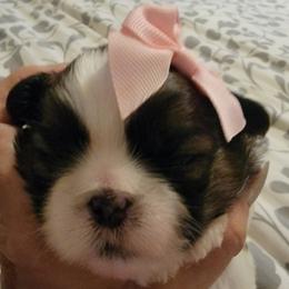 Shih Tzu Puppies from Trinity Shihtzu's So Calif