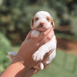 Orion - Parti male Goldendoodle puppy in Austin, Texas from Cedarcrest Goldendoodles
