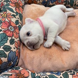 French Bulldog Puppies from Phillips Family Frenchies