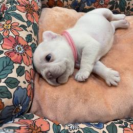 French Bulldog Puppies from Phillips Family Frenchies