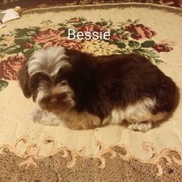 Bessie - Parti female Miniature Schnauzer puppy in Midland, Texas from Shebbies Puppy Palace