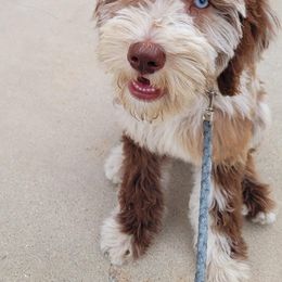Bernedoodle and Goldendoodle All Grown Up from A.N.A. Doodles