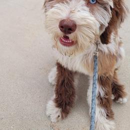 Bernedoodle and Goldendoodle All Grown Up from A.N.A. Doodles