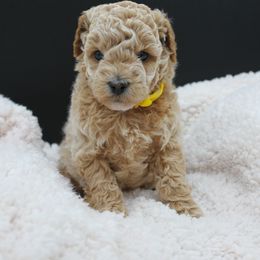 Poodle Puppies from Klaus Poodles